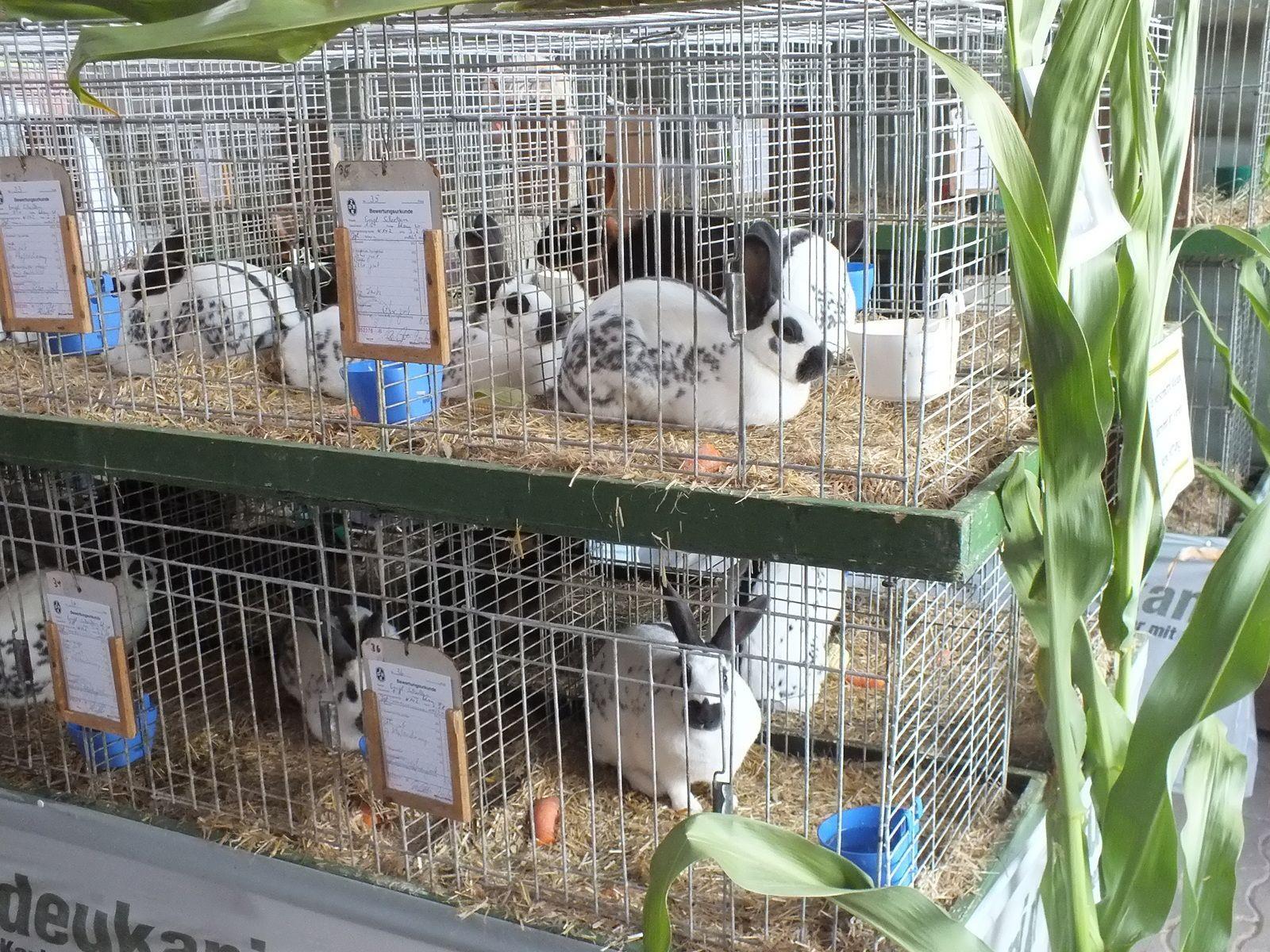 Zahlreiche Tierrassen können wieder bei der Landesausstellung der Kleintierzuchtvereine bewundert werden.