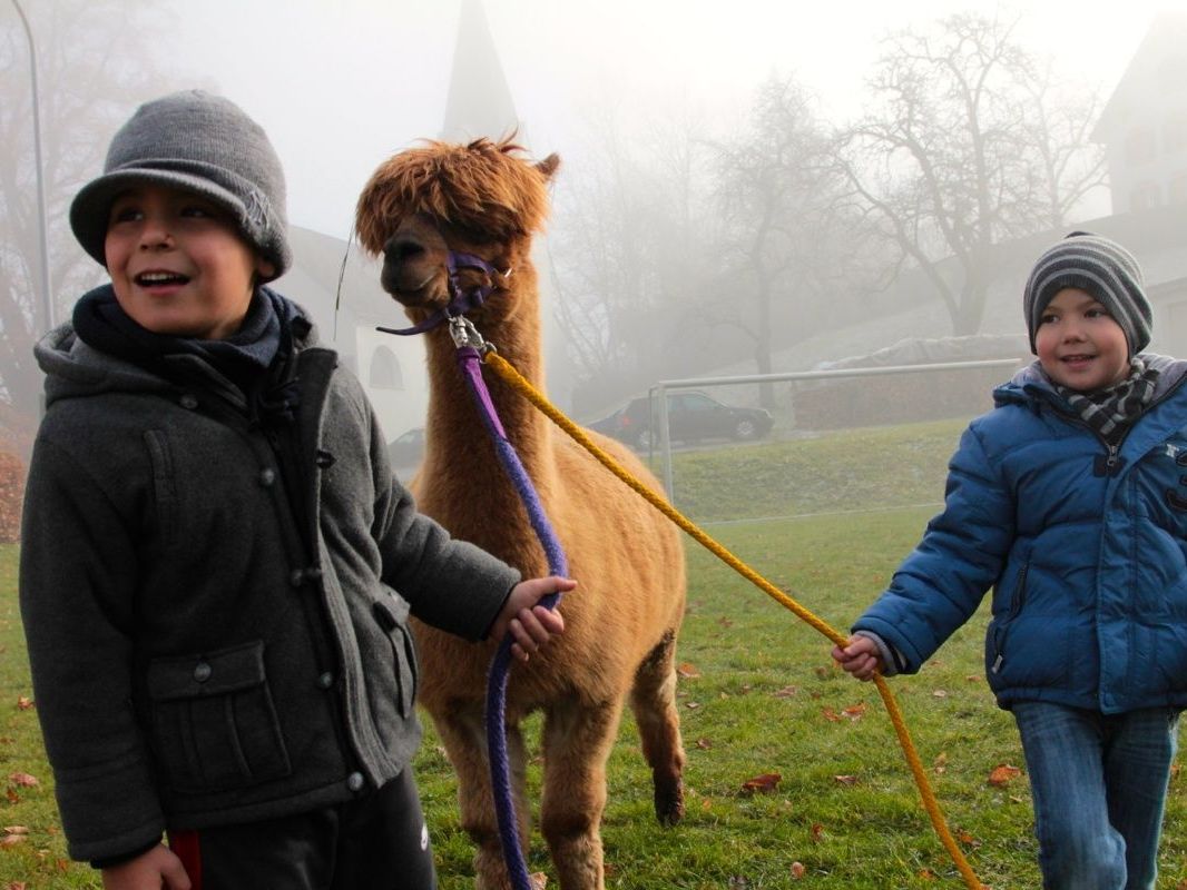 Bei den zahlreich erschienenen Kindern besonders gefragt war das eigene Führen des Lamas oder der fast zahmen Alpacas an der Leine.