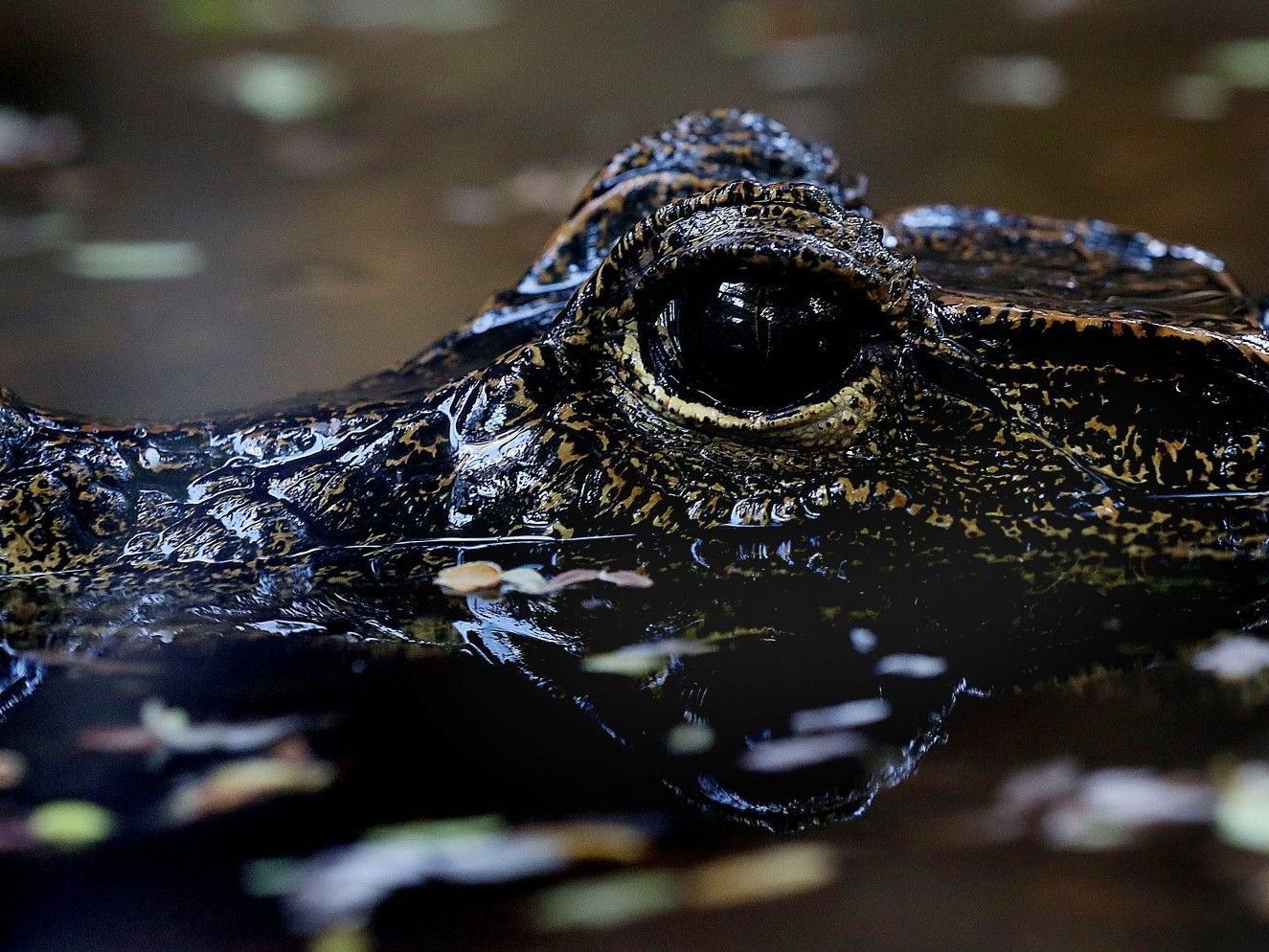 Als Baby entkommen, mit 1,70 Meter Länge wieder eingefangen. Ein Kloaken-Krokodil im Gaza-Streifen. (Symbolbild) Als Baby entkommen, mit 1,70 Meter Länge wieder eingefangen. Ein Kloaken-Krokodil im Gaza-Streifen. (Symbolbild)