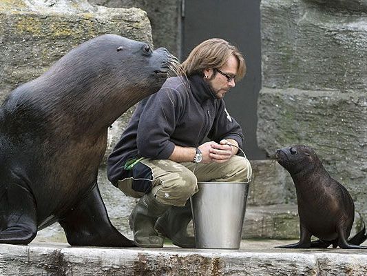 Lunita und ihr Vater Comandante mit Pfleger Christian Windisch bei der Fütterung Lunita und ihr Vater Comandante mit Pfleger Christian Windisch bei der Fütterung
