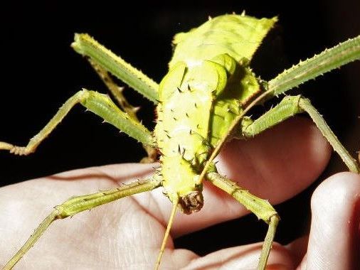 Insekten gegen den Welthunger? Eine vielversprechende Variante. Insekten gegen den Welthunger? Eine vielversprechende Variante.