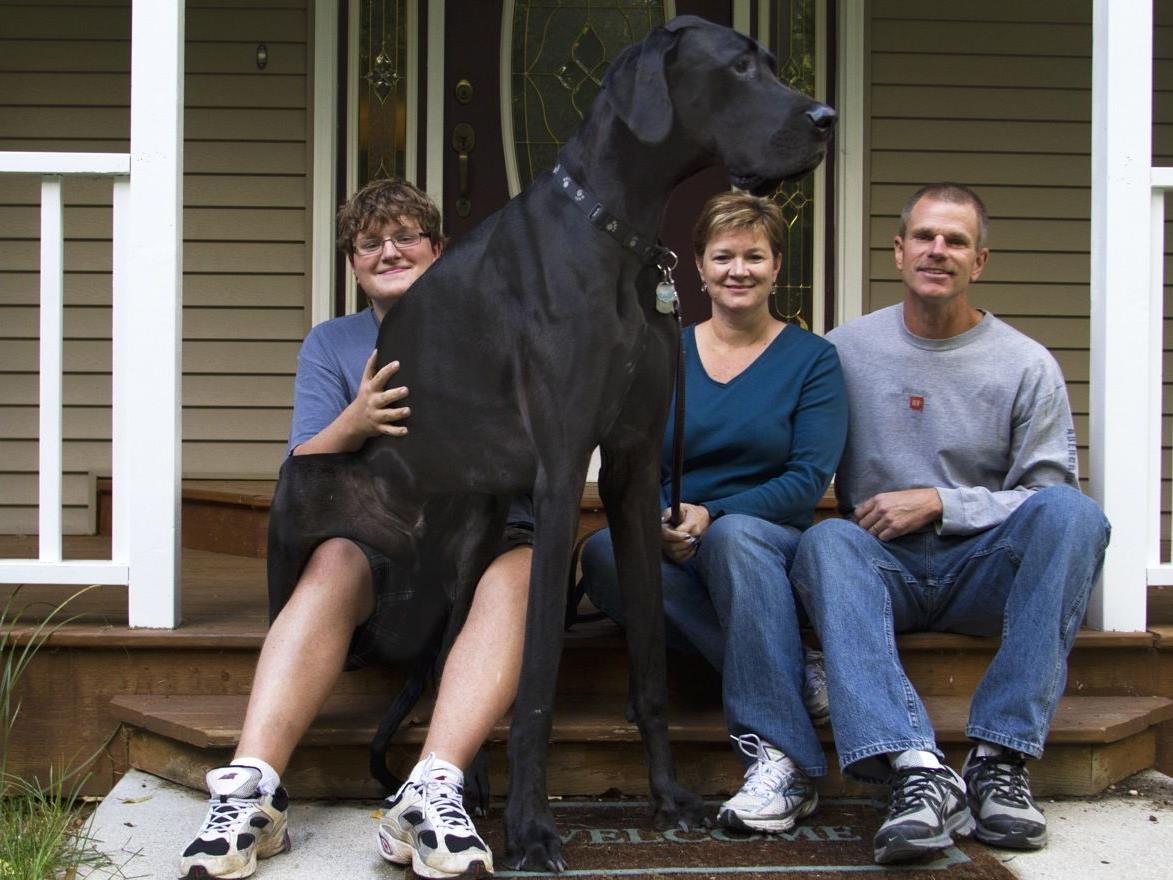 Auch Zeus, der größte Hund der Welt, ist im Guiness Buch der Rekorde zu finden.