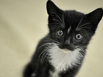 Zwei Tage verbrachte die Katze im Autorahmen, bis sie vom ÖAMTC-Pannenfahrer gerettet wurde.