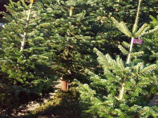 Sattelzugauflieger kippte um, Bäume stürzten in Privatgarten. Sattelzugauflieger kippte um, Bäume stürzten in Privatgarten.