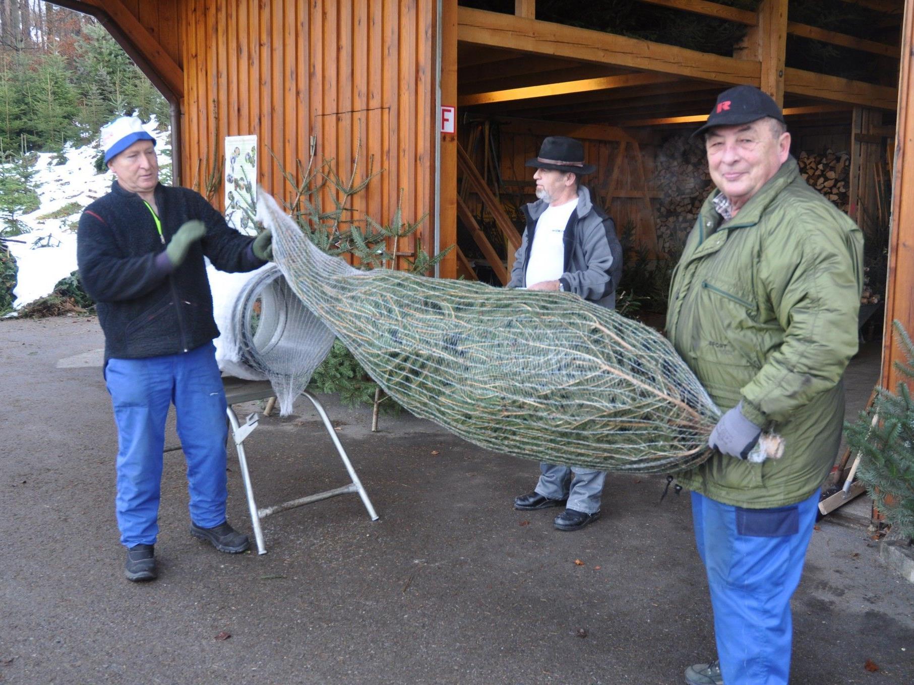 Josef Morscher und Hermann Ritter machen den Weihnachtsbaum transportfähig.