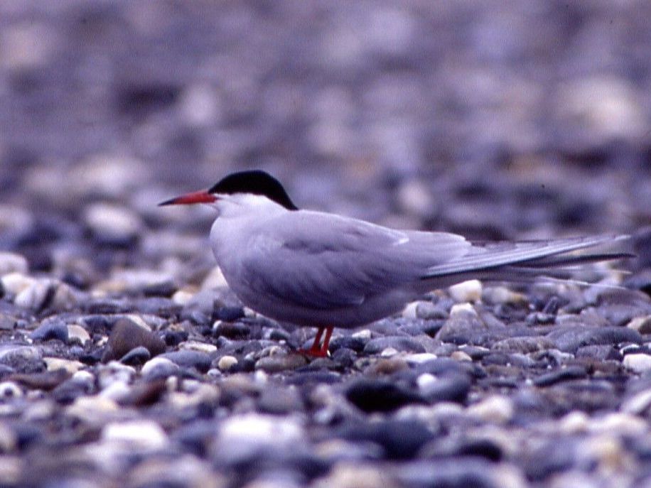 Flussseeschwalbe Flussseeschwalbe