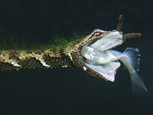 So lockt die Fühlerschlange, die nun auch in Schönbrunn zu sehen ist, ihre Beute ins Verderben So lockt die Fühlerschlange, die nun auch in Schönbrunn zu sehen ist, ihre Beute ins Verderben