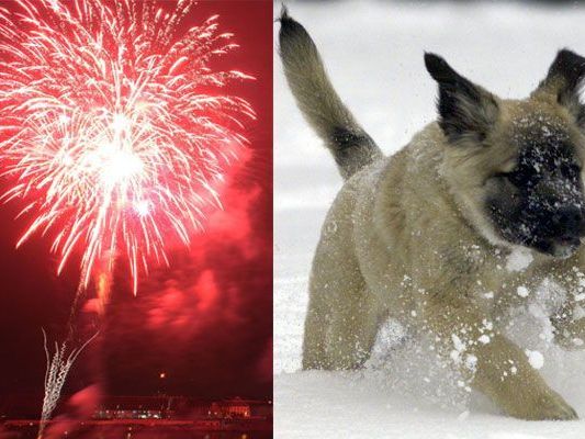 Silvester ist für Hunde kein Vergnügen - Knallerei bedeutet Angst und Stress Silvester ist für Hunde kein Vergnügen - Knallerei bedeutet Angst und Stress