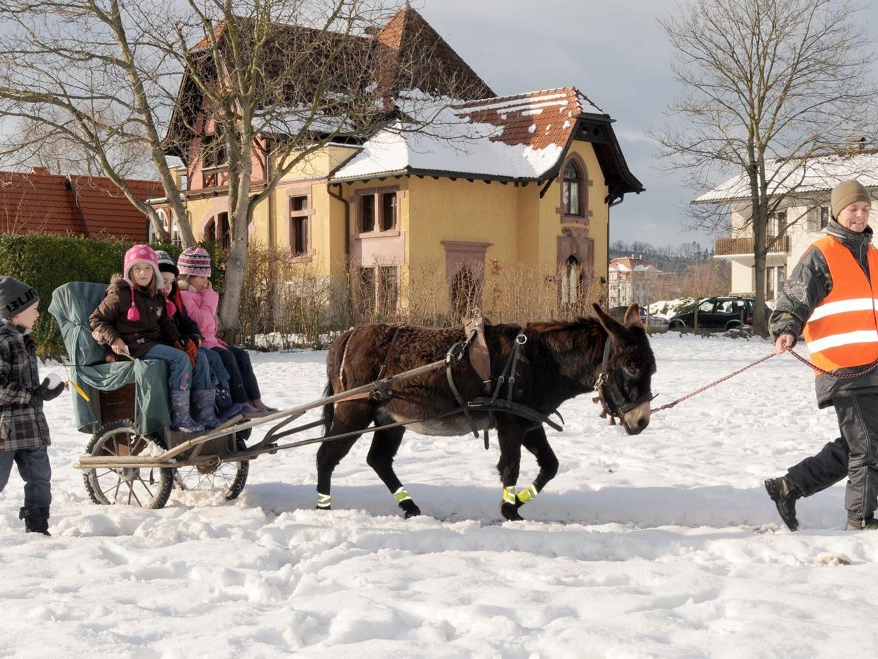 Ausfahrt im Eselwagen beim Weihnachtsmarkt in Gaißau am Sonntag, den 16. Dezember