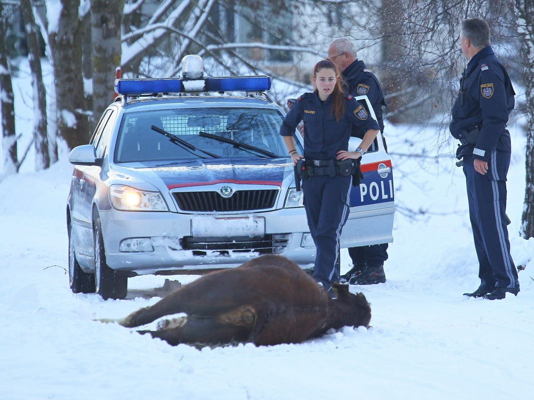 Das Tier musste von der Polizei erlegt werden. Das Tier musste von der Polizei erlegt werden.
