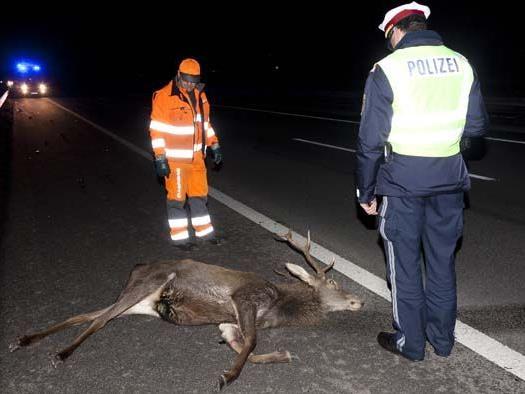 Der Hirsch überlebte den Unfall auf der A14 nicht.