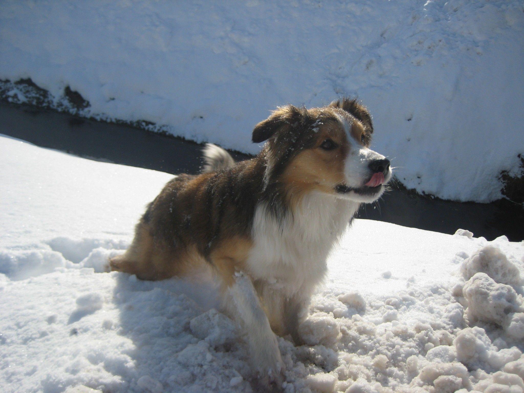 Sichtlich Gefallen am Schnee hat auch Hund Buddy.