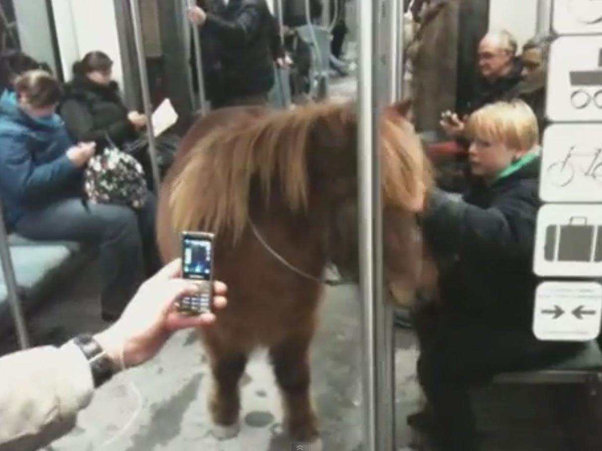 Als ob es das jeden Tag macht: Ein Pony in der Berliner S-Bahn.
