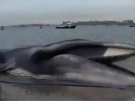 Geringe Überlebenschancen hat dieser gestrandete Finnwal vor New York.