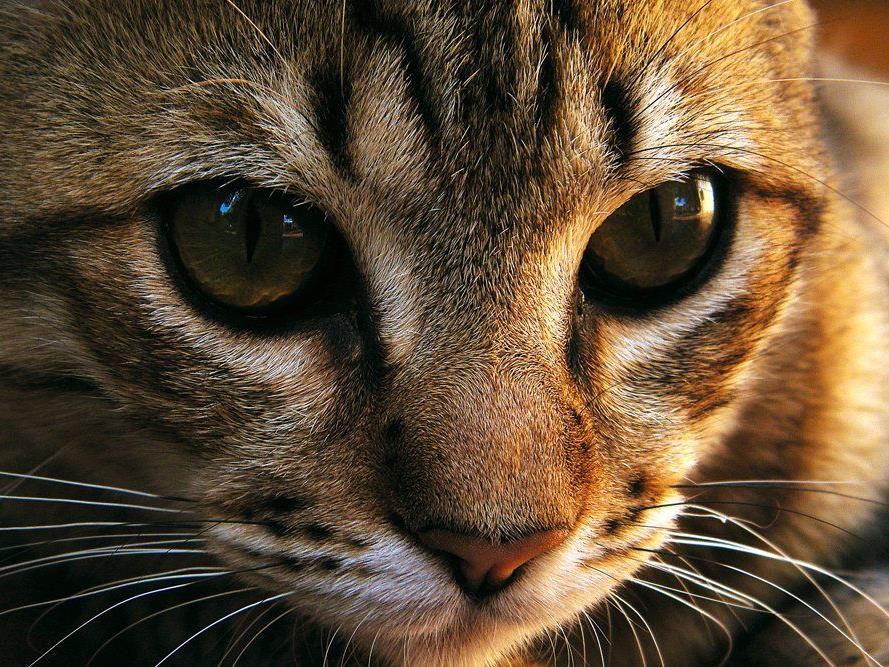 Katzen laut Studie größere Gefahr für Artenvielfalt als Pestizide.