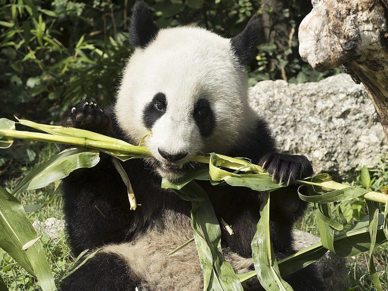 Fu Hu (Bild) und Fu Long wurden bei den Giant Panda Zoo Awards ausgezeichnet.