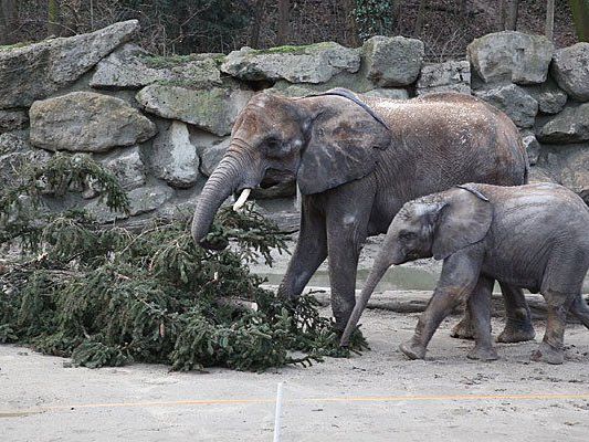 Groß war die Freude bei den Elefanten in Schönbrunn über den Christbaum Groß war die Freude bei den Elefanten in Schönbrunn über den Christbaum