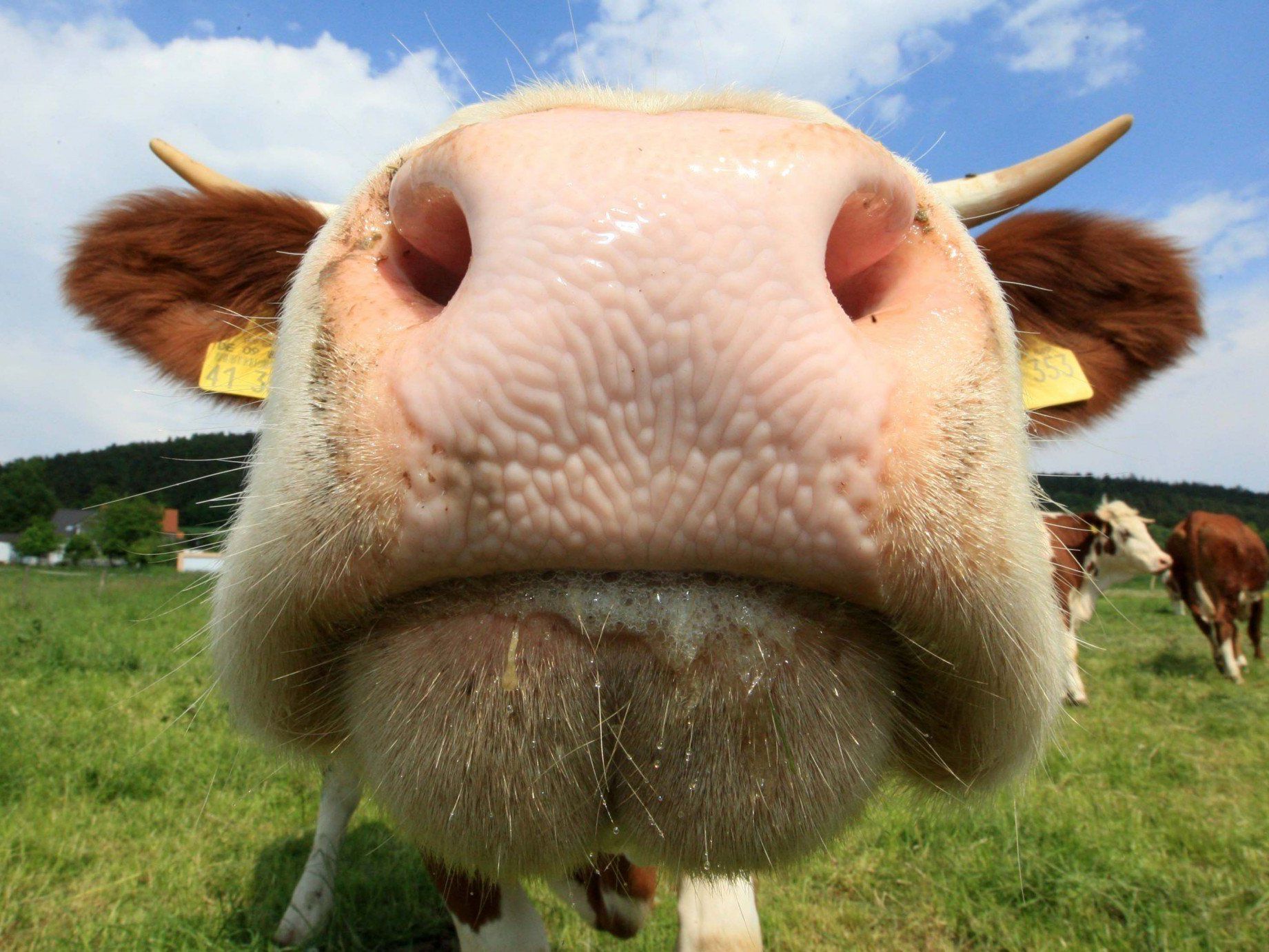 TBC-Infektionen im Oberallgäu: Für Vorarlberg gilt nun erhöhte Aufmerksamkeit. TBC-Infektionen im Oberallgäu: Für Vorarlberg gilt nun erhöhte Aufmerksamkeit.