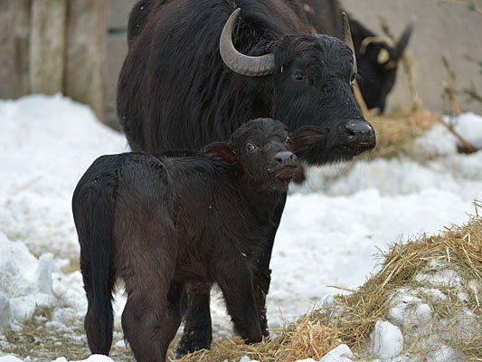 Der kleine Wasserbüffel Lajos hat Paten bekommen Der kleine Wasserbüffel Lajos hat Paten bekommen