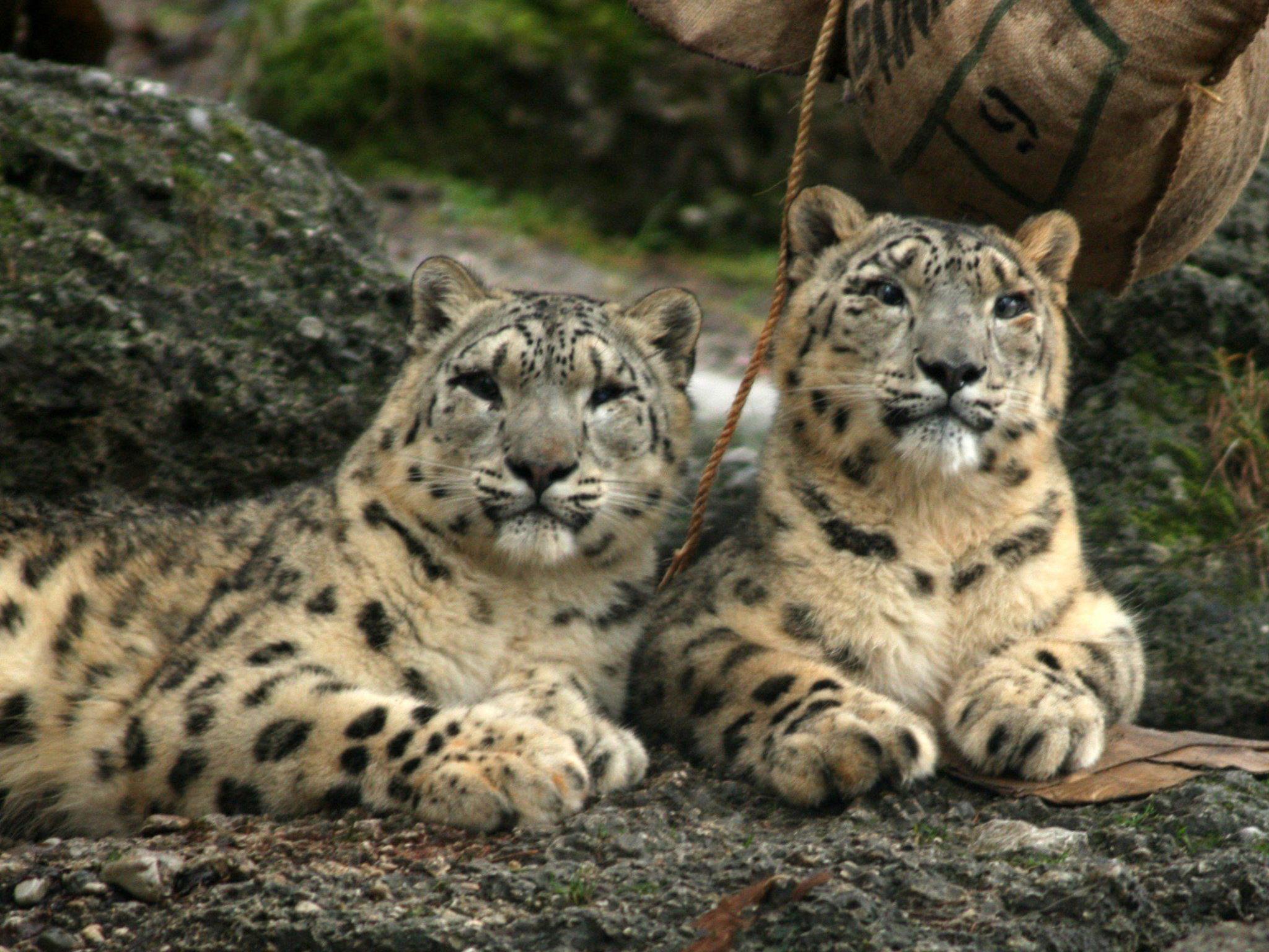 Die beiden Schneeleoparden verließen am Montag den Zoo Salzburg.