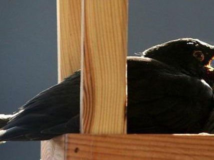 AUf dem Land singen die Amseln tiefer und leiser als in Wien. AUf dem Land singen die Amseln tiefer und leiser als in Wien.