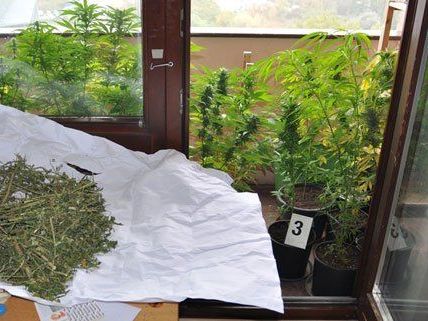 Die Cannabis-Plantage wurde in einer Wohnung in Krems ausgehoben. Die Cannabis-Plantage wurde in einer Wohnung in Krems ausgehoben.
