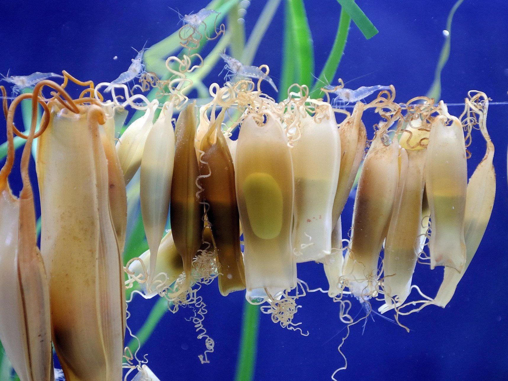 Die Embryos des Kleingefleckten Katzenhais (im Bild) gewöhnen sich nur innerhalb von fünf bis zehn Minuten an Reize. Die Embryos des Kleingefleckten Katzenhais (im Bild) gewöhnen sich nur innerhalb von fünf bis zehn Minuten an Reize.