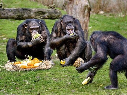 Die Schimpansen haben ein Gespür für Fairness. Symbolbild Die Schimpansen haben ein Gespür für Fairness. Symbolbild