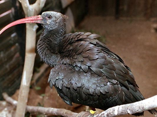 Junger Waldrapp Shorty soll eingefangen werden. Junger Waldrapp Shorty soll eingefangen werden.