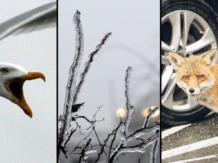 Auf ihrer Internetseite zeigen vier Fotografen Wien von seiner "wilden" Seite. Auf ihrer Internetseite zeigen vier Fotografen Wien von seiner "wilden" Seite.