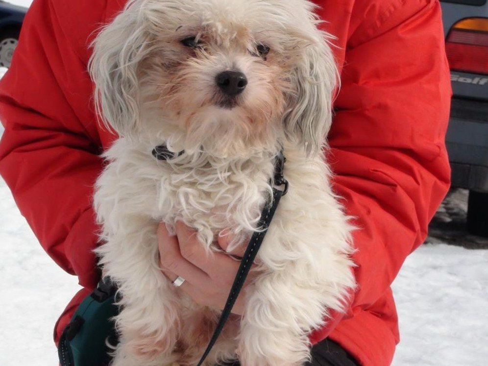 Bobby wurde einfach vor einem Geschäft in Obertrum ausgesetzt. Bobby wurde einfach vor einem Geschäft in Obertrum ausgesetzt.