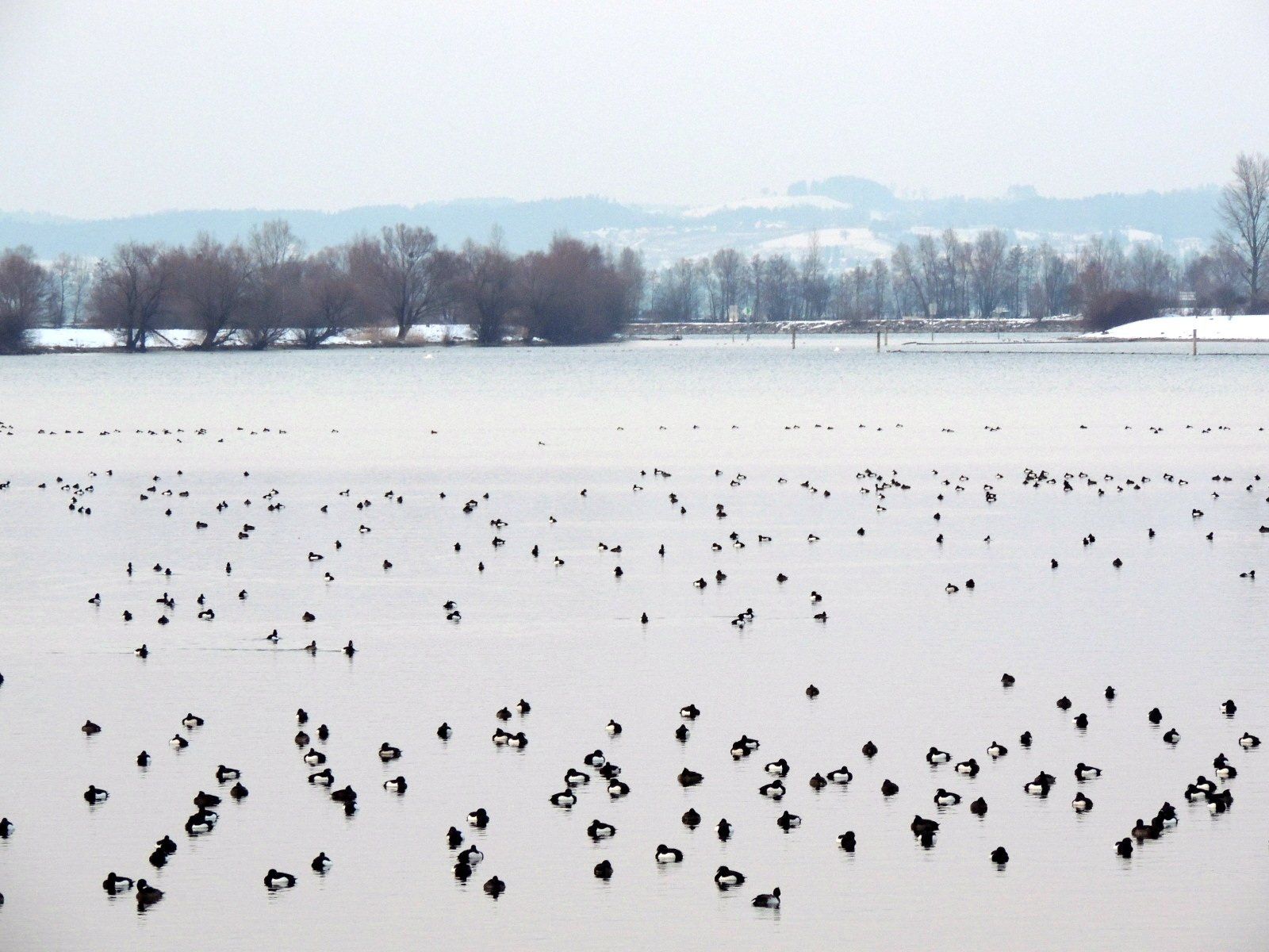 Reiherenten verbringen die Wintermonate am Bodensee Reiherenten verbringen die Wintermonate am Bodensee