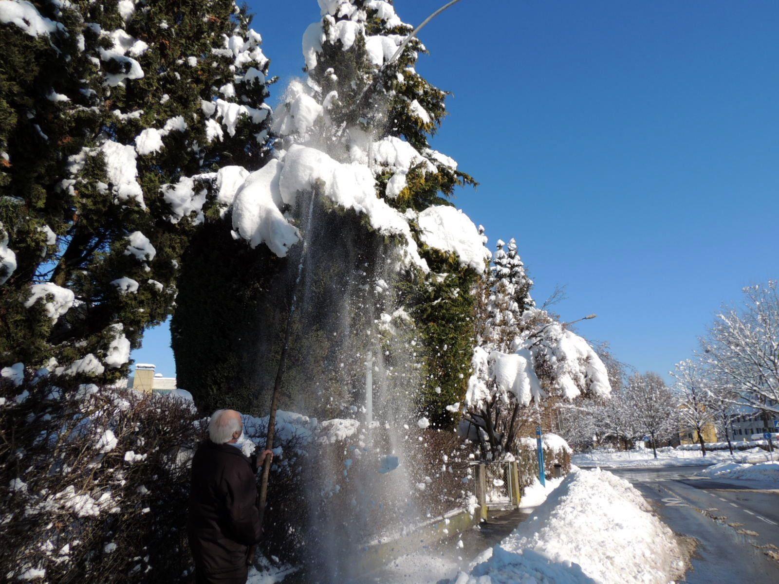 Der großgewachsene Lebensbaum wird vom umsichtigen Hausbesitzer vom Schnee befreit