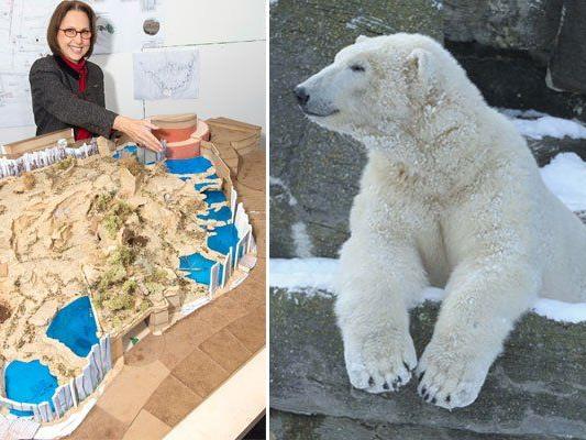 Tiergartendirektorin Dagmar Schratter mit dem Modell des neuen Eisbären-Geheges