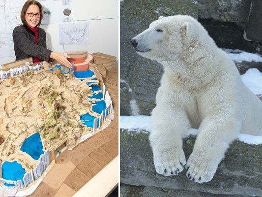 Tiergartendirektorin Dagmar Schratter mit dem Modell des neuen Eisbären-Geheges Tiergartendirektorin Dagmar Schratter mit dem Modell des neuen Eisbären-Geheges