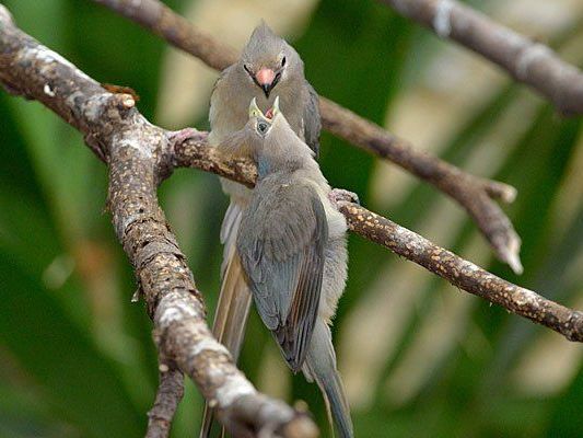 Putzig: Die Blaunacken-Mausvogelbabys im Tiergarten Schönbrunn in Wien Putzig: Die Blaunacken-Mausvogelbabys im Tiergarten Schönbrunn in Wien