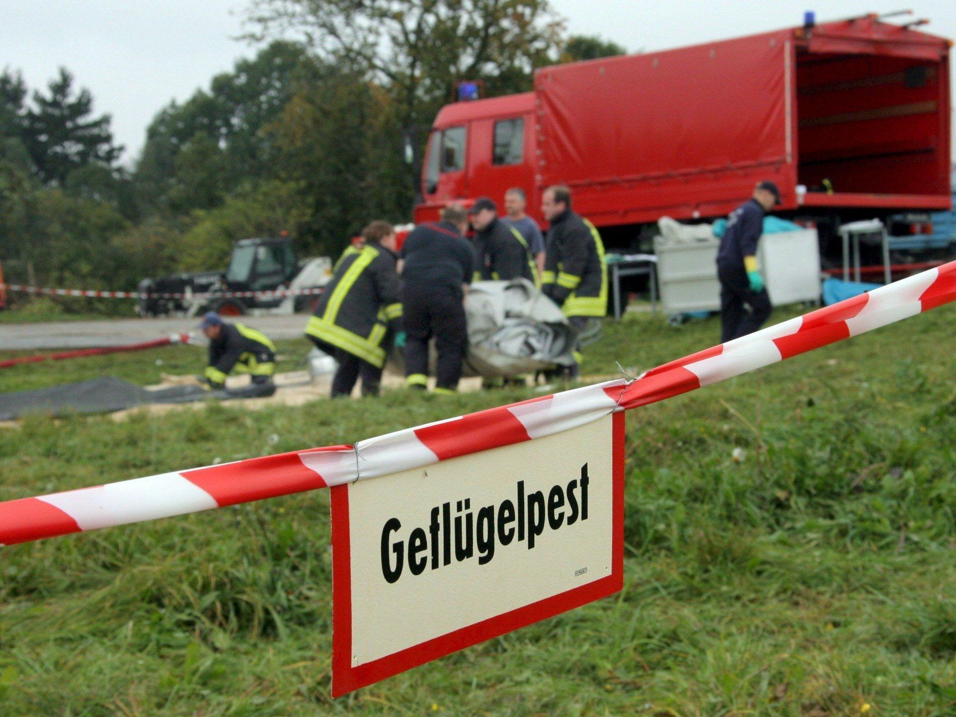 Im Rahmen von Eigenkontrollen sind Antikörper gegen das H1N1-Virus aufgefallen. Im Rahmen von Eigenkontrollen sind Antikörper gegen das H1N1-Virus aufgefallen.