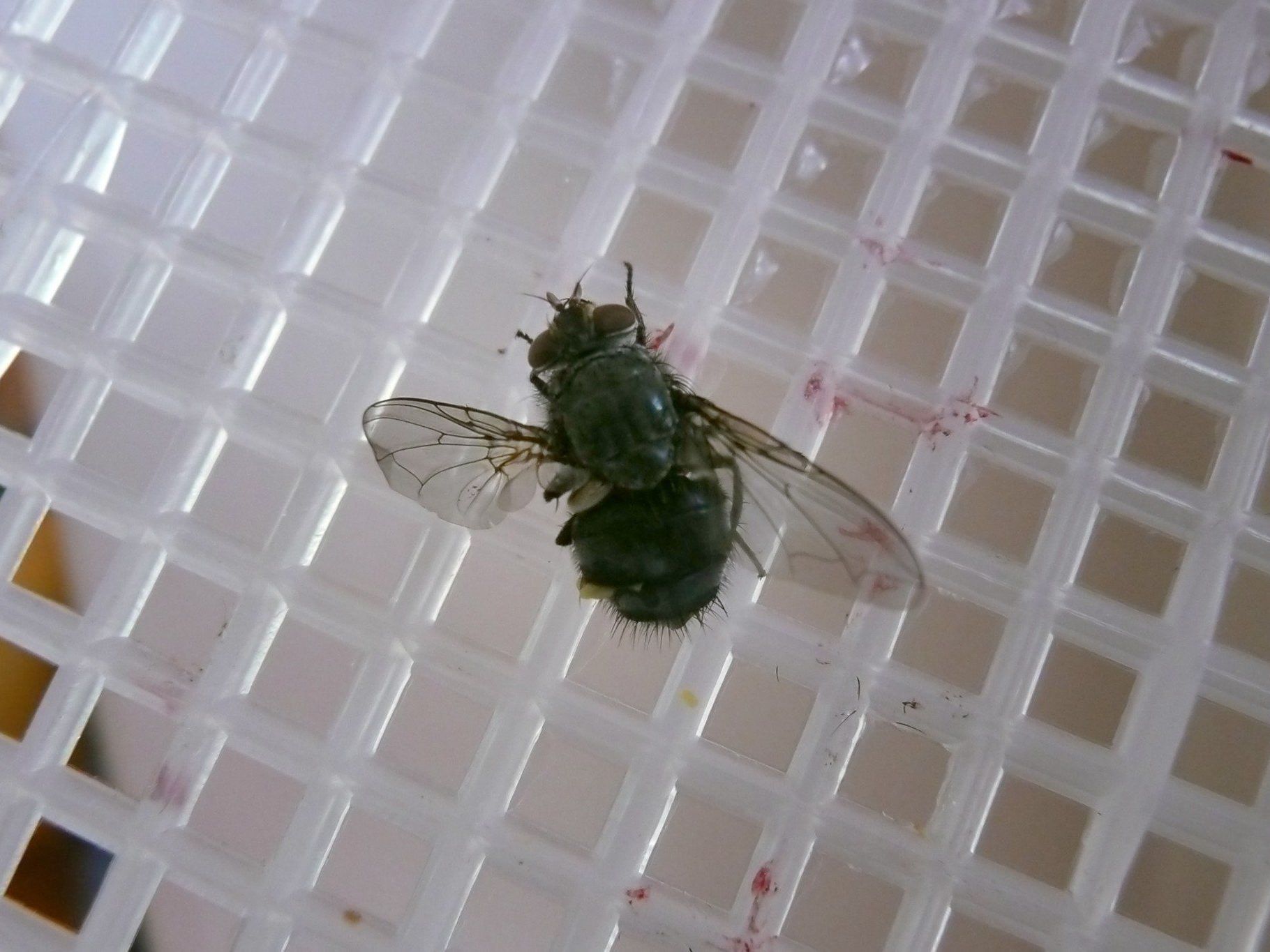 Die geplante Direktive richtet sich auch gegen üblen Geruch. Die geplante Direktive richtet sich auch gegen üblen Geruch.