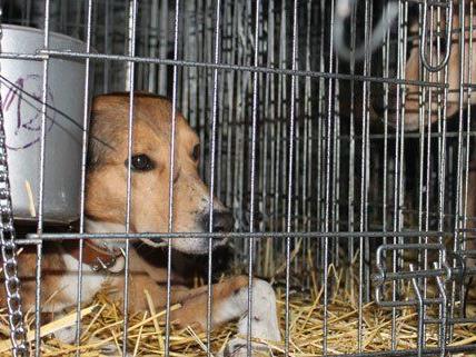 34 Hunde und drei Katzen wurden im Wiener Tierschutzhaus versorgt.