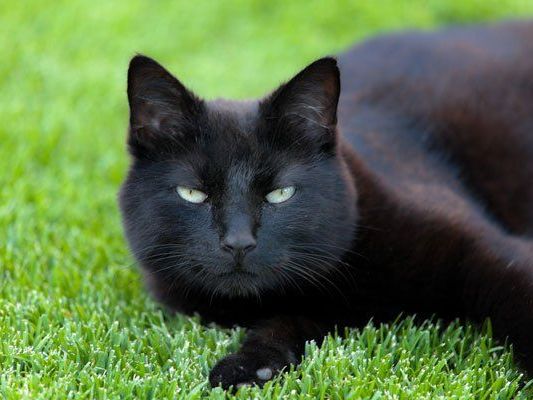 Auch Ziegen, Kaninchen und Wiesel sollen aus Neuseeland verbannt werden. Auch Ziegen, Kaninchen und Wiesel sollen aus Neuseeland verbannt werden.