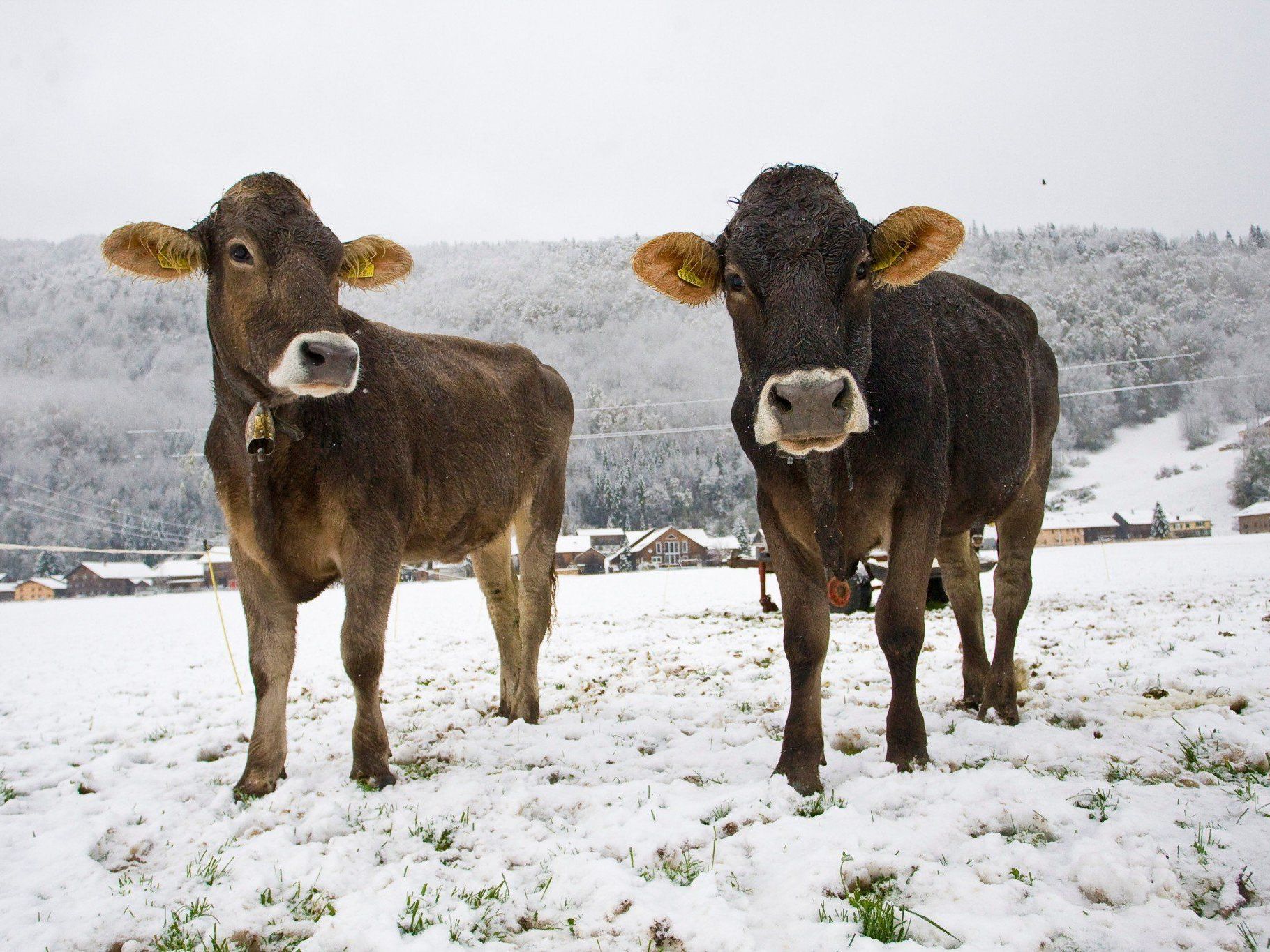 Fälle von Rinder-Tuberkulose auf zwei Vorarlberger Höfen. Fälle von Rinder-Tuberkulose auf zwei Vorarlberger Höfen.