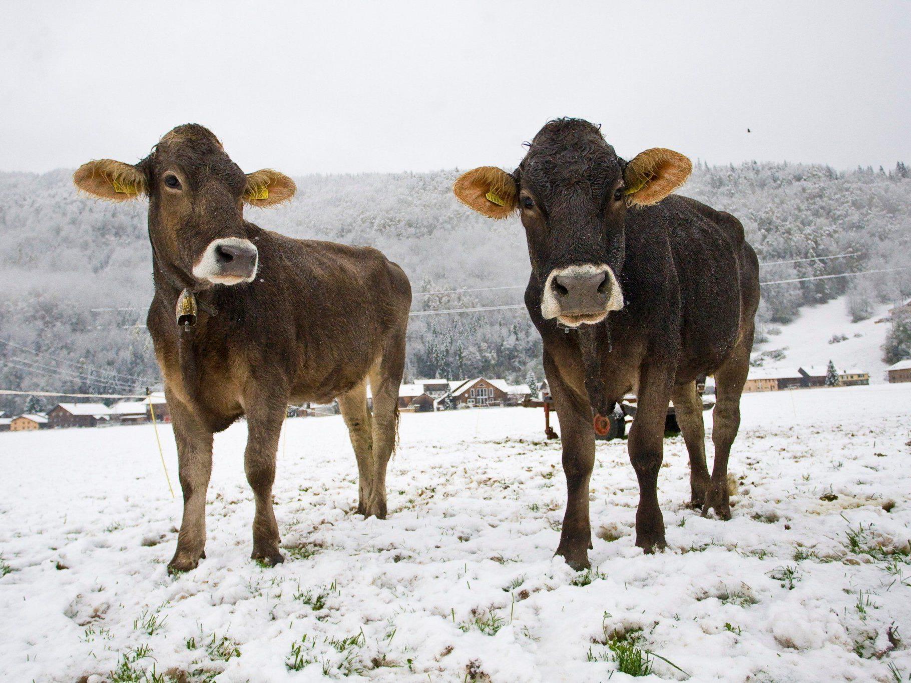 Fälle von Rinder-Tuberkulose auf zwei Vorarlberger Höfen.