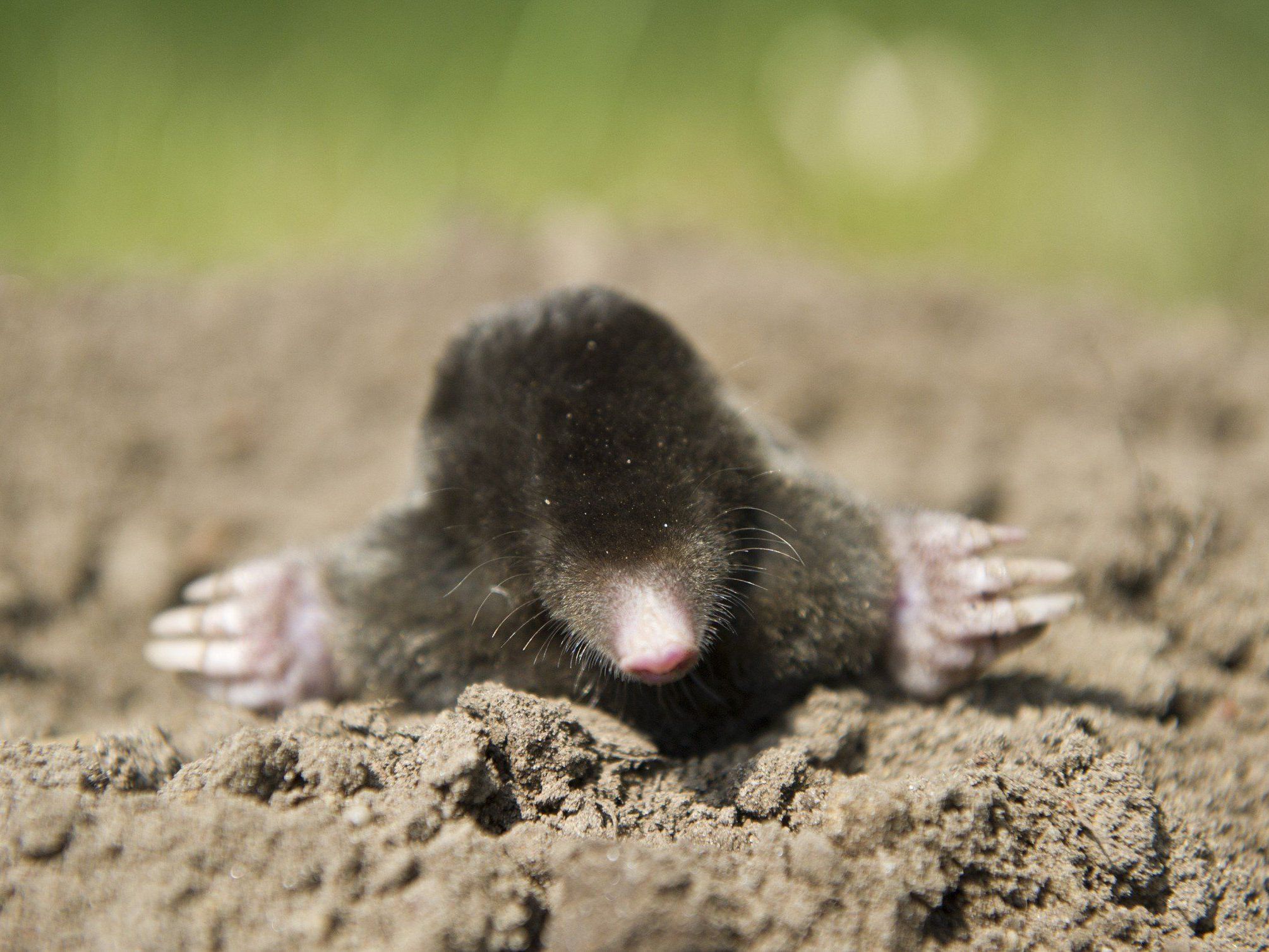 Geruchssinn des Ostamerikanischen Maulwurfs (Scalopus aquaticus) untersucht. Geruchssinn des Ostamerikanischen Maulwurfs (Scalopus aquaticus) untersucht.