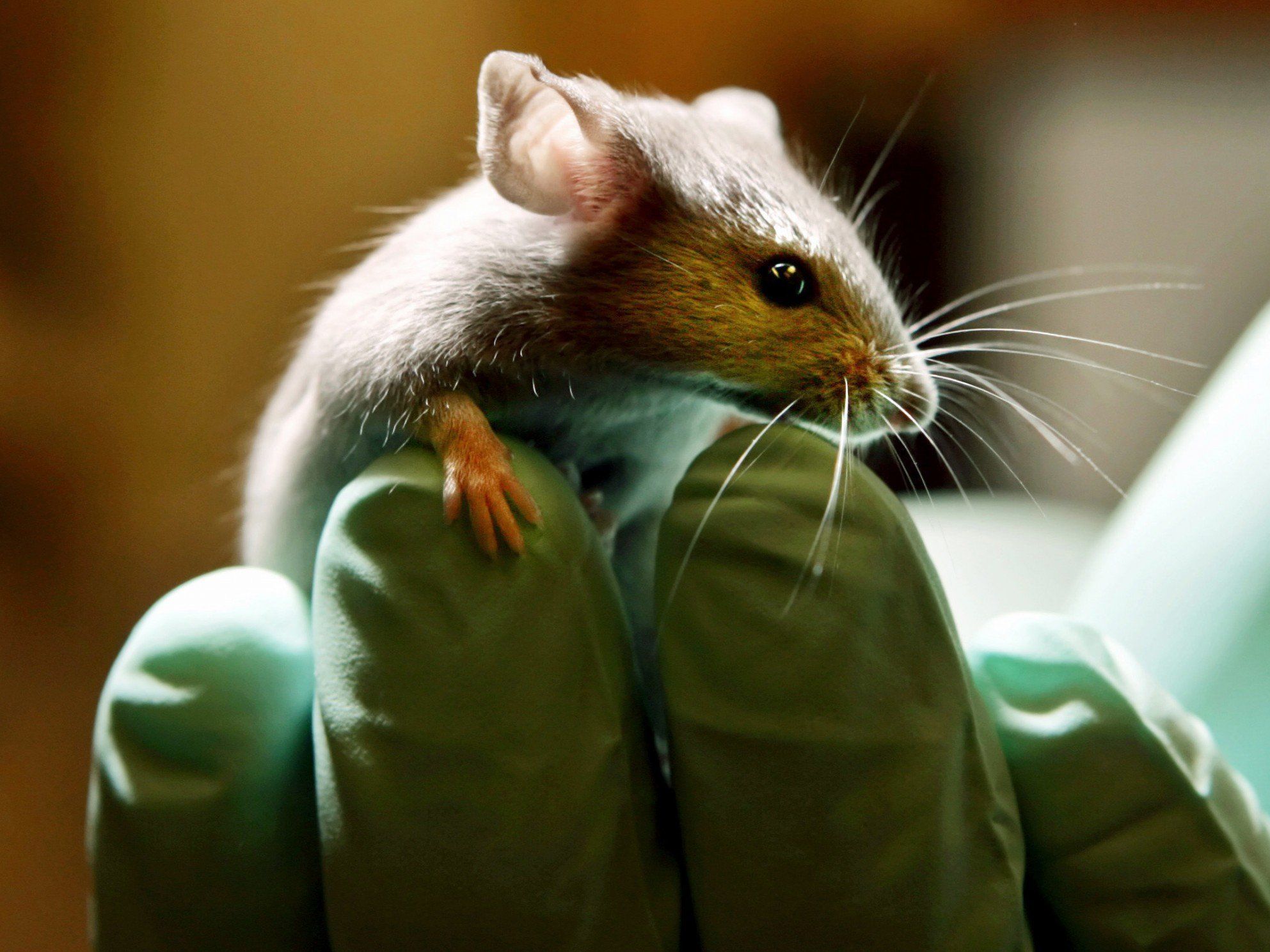 Grundsätzlich sind Tierversuche für Kosmetika in der EU seit 2009 verboten. Grundsätzlich sind Tierversuche für Kosmetika in der EU seit 2009 verboten.