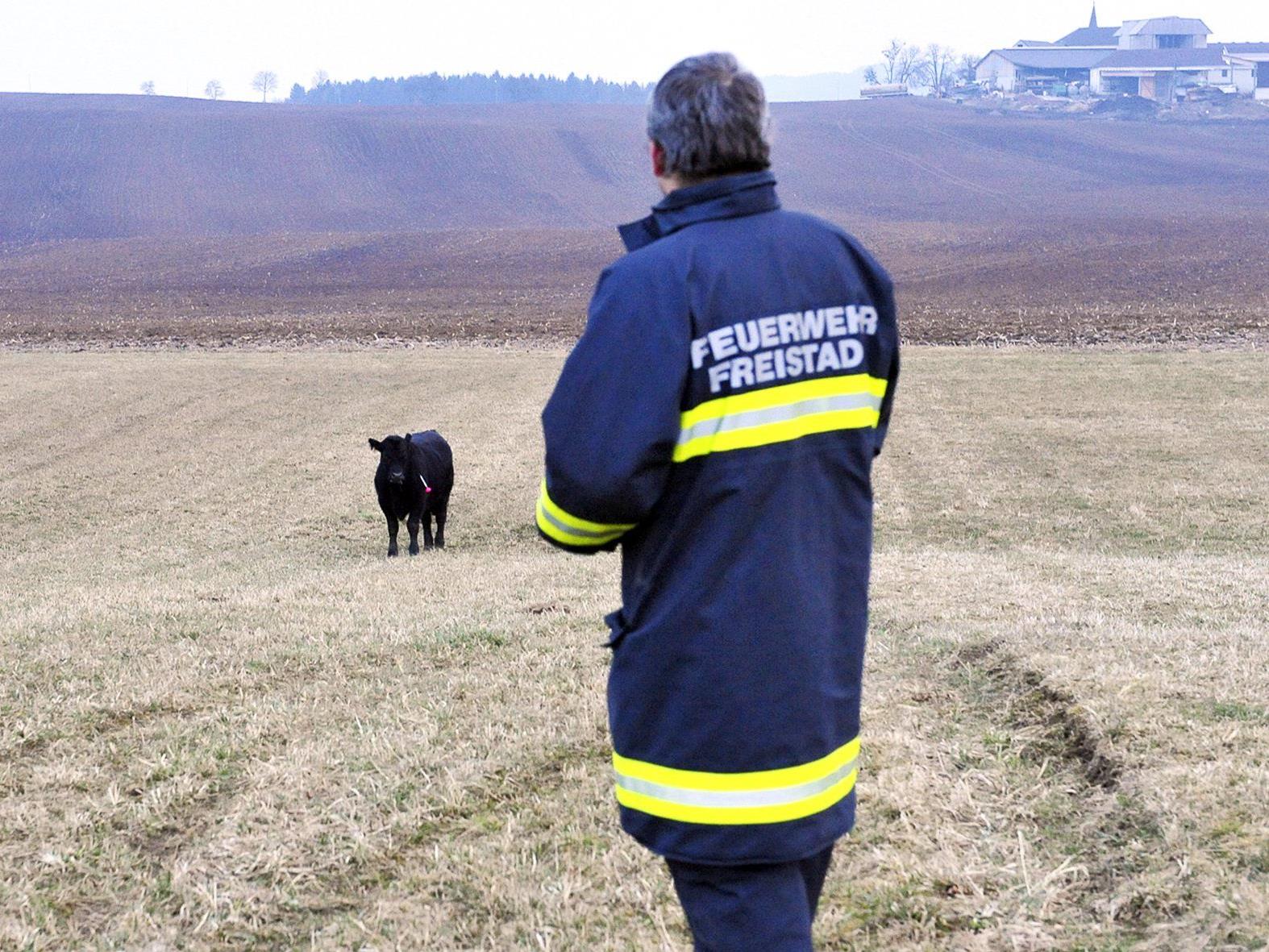 Insgesamt 43 Rinder entkamen am Donnerstag aus einer umzäunten Weide im Bezirk Freistadt.