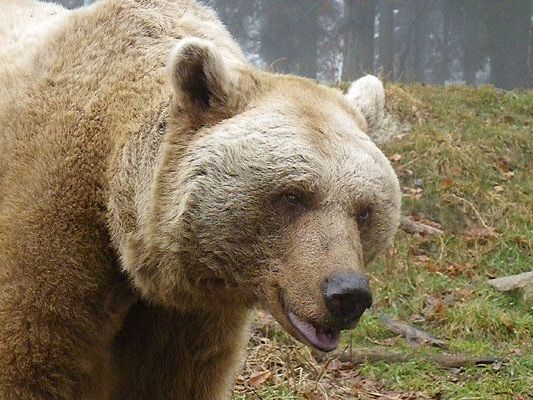 Das ist Bär Vinzenz Das ist Bär Vinzenz