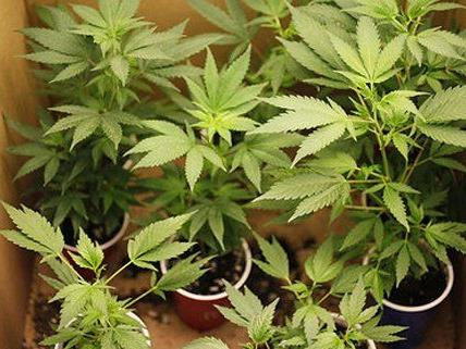 Cannabis in rauhen Mengen wurde bei einem 31-Jährigen gefunden