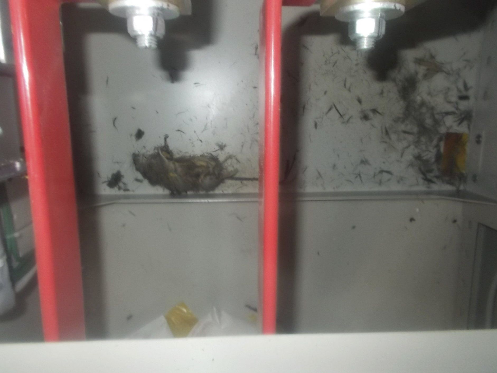 Das tote Tier, das nach dem Stromausfall in der Nähe der betroffenen Schaltanlage gefunden wurde. Das tote Tier, das nach dem Stromausfall in der Nähe der betroffenen Schaltanlage gefunden wurde.