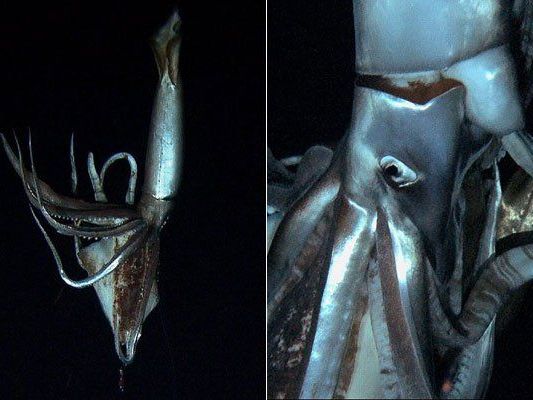 Studie: Weltweit gibt es offenbar nur eine Art von Riesenkalmaren. Studie: Weltweit gibt es offenbar nur eine Art von Riesenkalmaren.