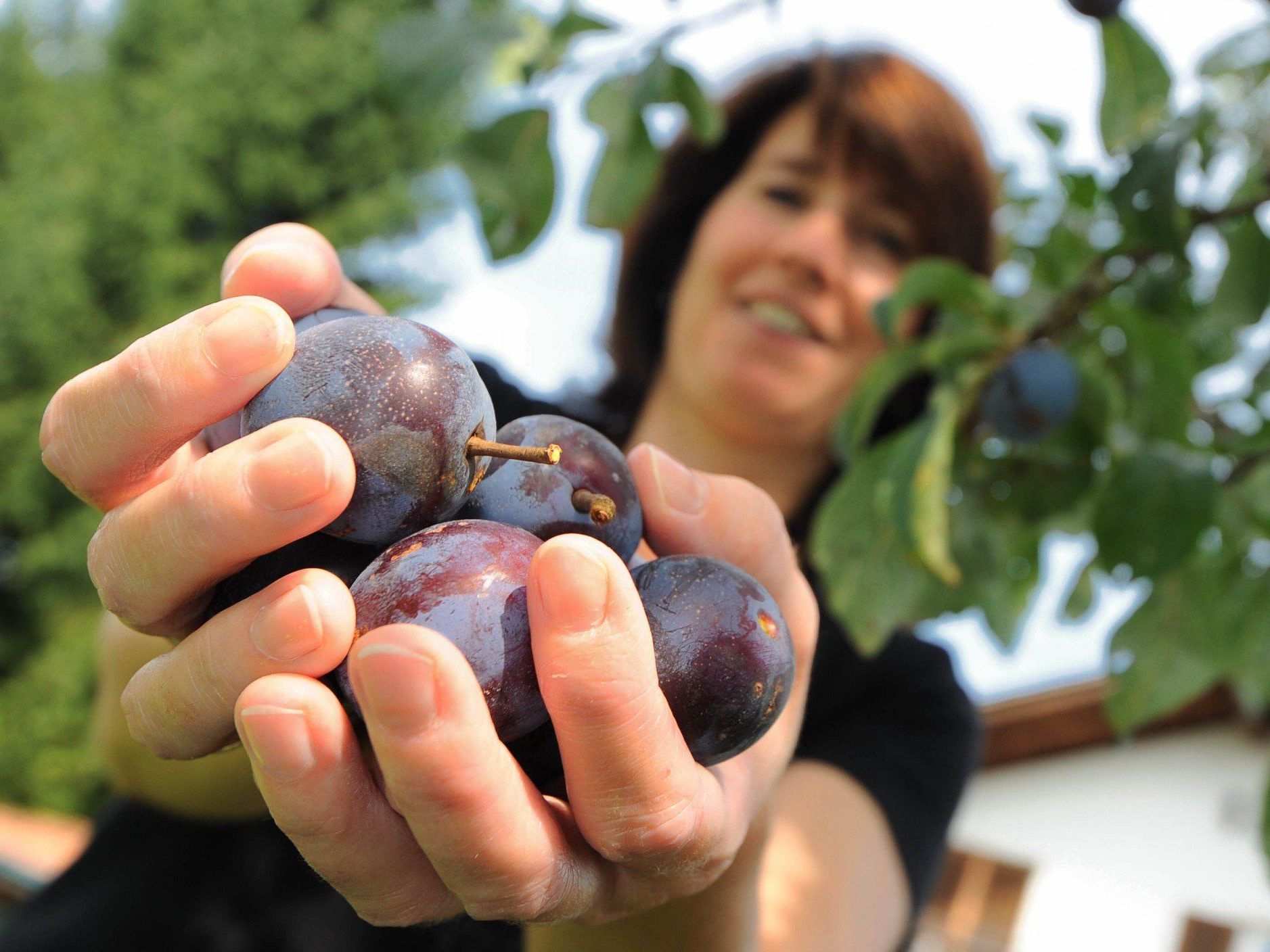 In Vorarlberg ist die Entrüstung über die geplante EU-Verordnung groß. In Vorarlberg ist die Entrüstung über die geplante EU-Verordnung groß.